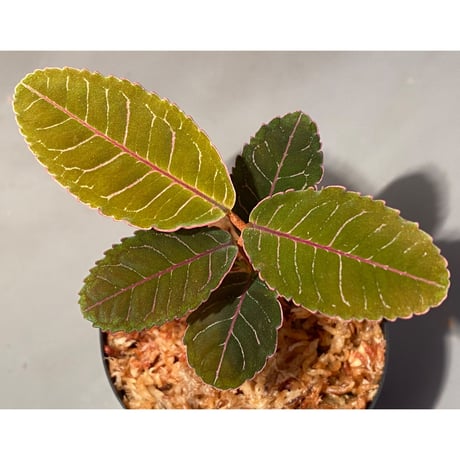 Labisia sp. from Riau Sumatera