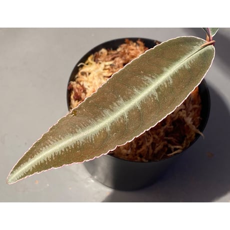 Labisia pumila from Solok sumatera [LA0117-01]