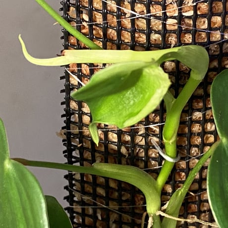 Philodendron sp. from Iquitos Peru [tanakay]