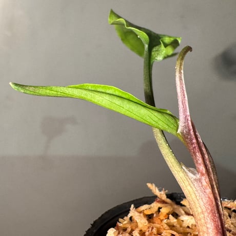 Cryptocoryne joshanii from Basilan island philippines [LA]
