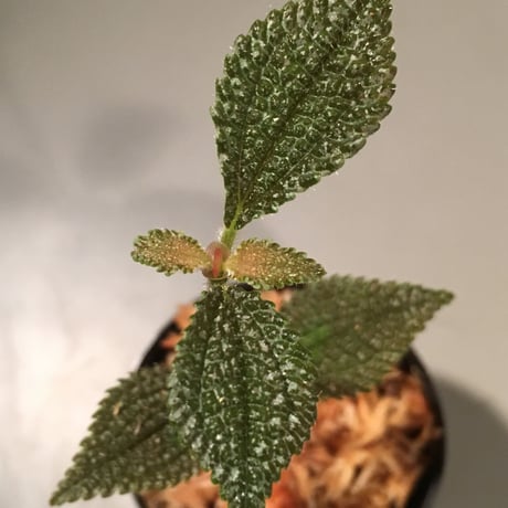 Codonoboea sp. from Panama [WWR]
