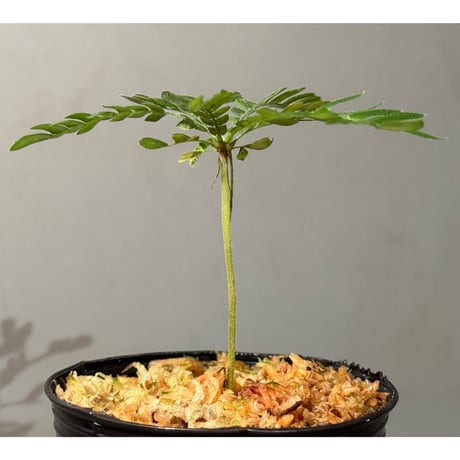 Biophytum cf. sensitivum [LA]