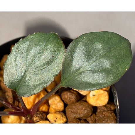 Homalomena 'Rec1-29' K0718-f1 [KZT]