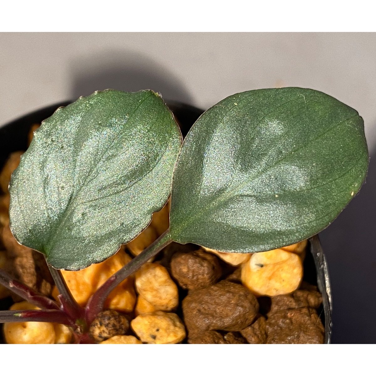 Homalomena 'Rec1-29' K0718-f1 [KZT] | M・R・G・R