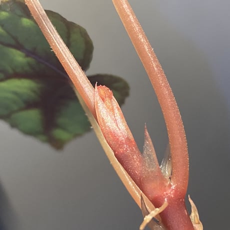 Begonia handelii var. prostrata from Viet Nam