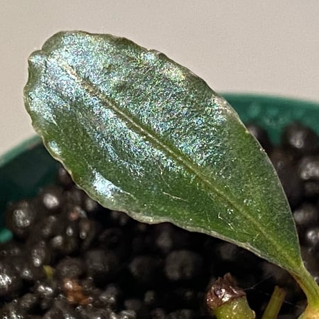 Bucephalandra sp. "Batang kawa" [TB]