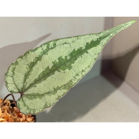 Cissus sp. "Padang" Sumatra barat [TB]