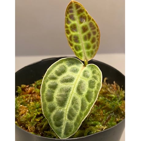 Ardisia sp. from Putussibau