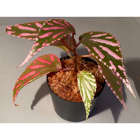 Begonia sp. ぼっち株 from Julau [R1214-01b]