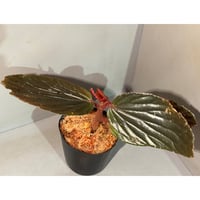 Begonia sp. from Kapuas hulu West Kalimantan