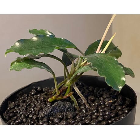 (大株) Bucephalandra sp. Nanga Taman [TB]