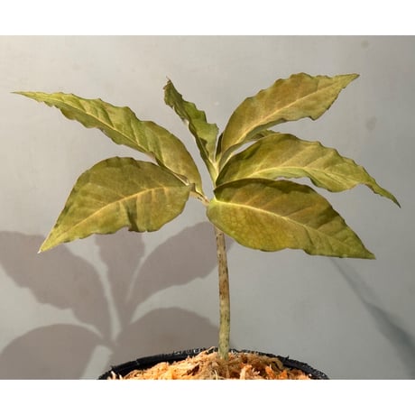 Amorphophallus pendulus from Kapuas hulu West Kalimantan