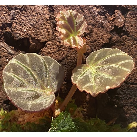 Begonia sp. from Sarawak