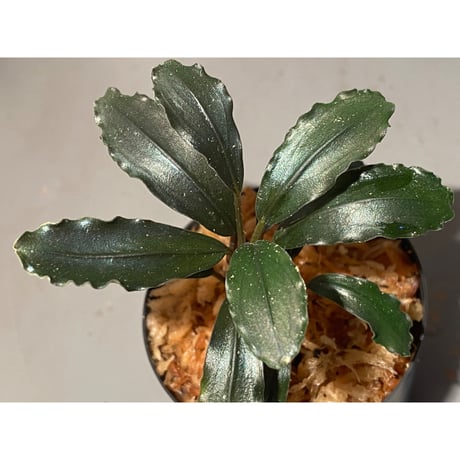 Bucephalandra sp. "Batang kawa" 組織培養水上育成株