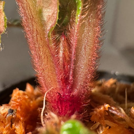 Acranthera sp. from Sekadau