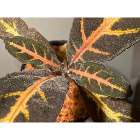 Aphelandra maculata from Madre de Dios [LA1017-02]