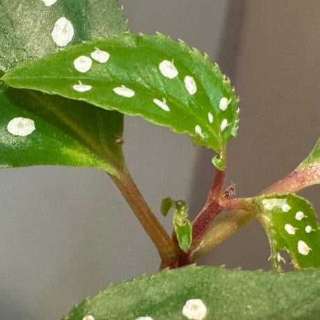 Sonerila sp. from Bengkayang West Kalimantan