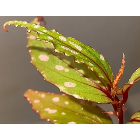 Begonia sp. "Nanga pinoh" Kab. Melawi [TB]
