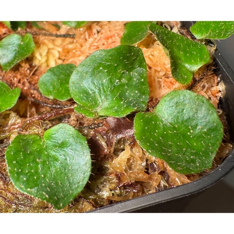 Microgramma reptans