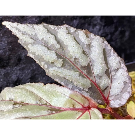 Begonia sp. from Sarawak