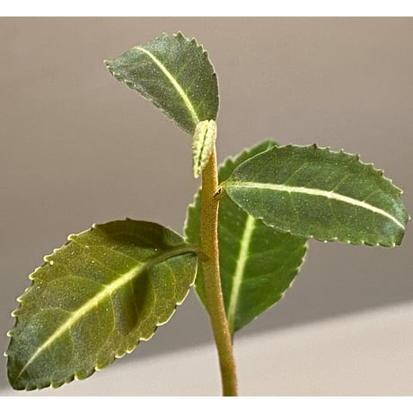Labisia sp. from Riau sumatera