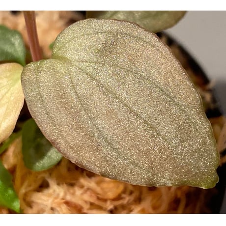 Homalomena sp. "Shirogane" SRP from Pulau Lingga[HW1017-XX]