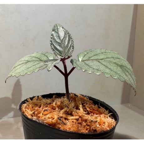 Hemigraphis alternata from Pulau Nias [HW0819-02]