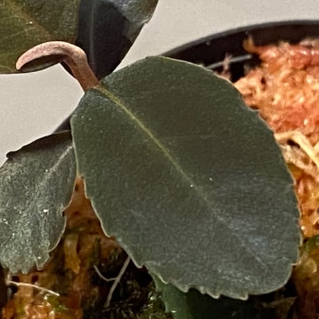 Ardisia sp. from Riau sumatera