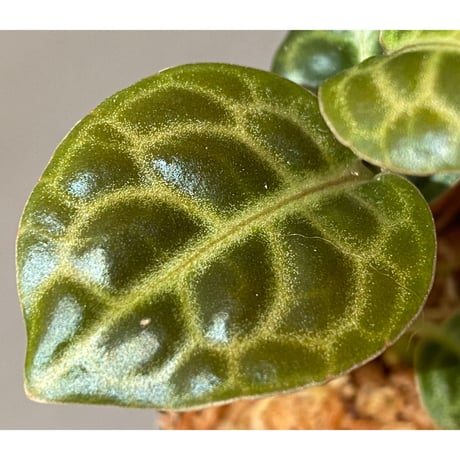 Ardisia sp. "Turtle Back" from Borneo