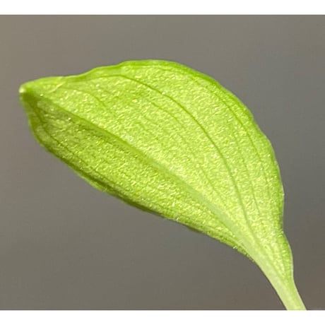 (2芽) Homalomena sp. from Solok sumatera [LA0616-03]