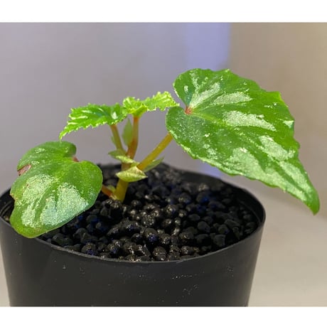 Begonia sp. from Keningau [TK190217]