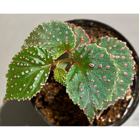 Begonia sp. from Saripoi [LA0813-2]