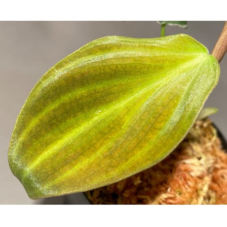 Philodendron melanochrysum