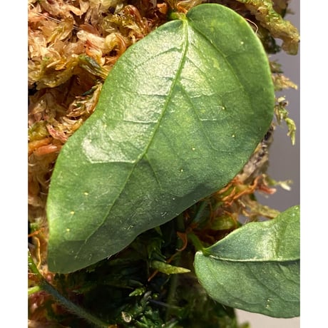 Ficus sp. from Murung raya [LA0515-05]