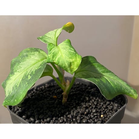 Aglaonema pictum " White-Devil" from Sumatera Barat [AZ0715-2]