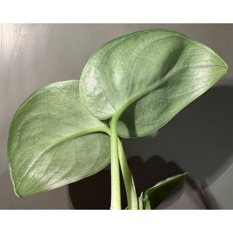 Scindapsus 