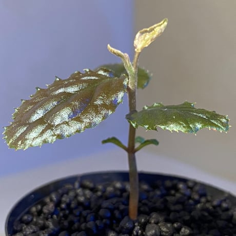 Ardisia sp. (実生) from Bengkulu [LA0315-1]