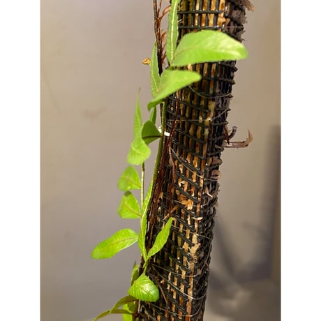 Teratophyllum ludens from Selangor Malaysia