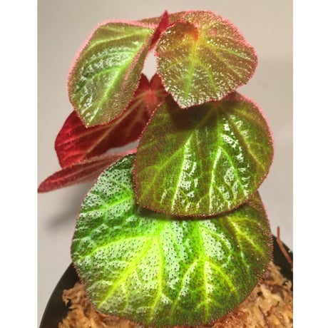 Begonia sp. from Manaus