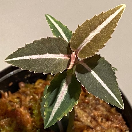Labisia sp. from Kapuas hulu Kalimantan barat