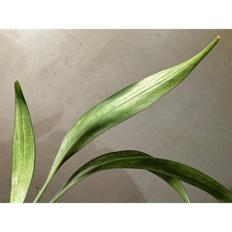 (大株) Josefia intricata (旧Aridarum perisai) from Kalteng [AZ1122-otr]