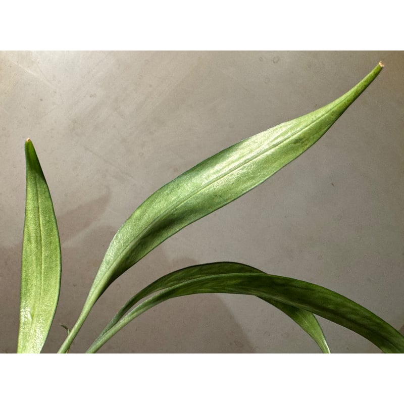 く*お様 aridarum perisai 大株) Josefia intricata (旧Aridarum perisai) from