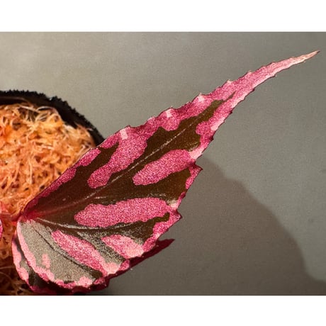 Begonia sp. ぼっち株 from Julau [R1214-01b]