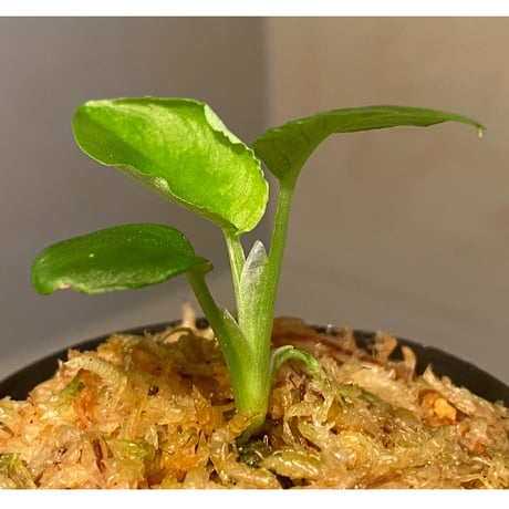 Schismatoglottis sp. from Bau Sarawak