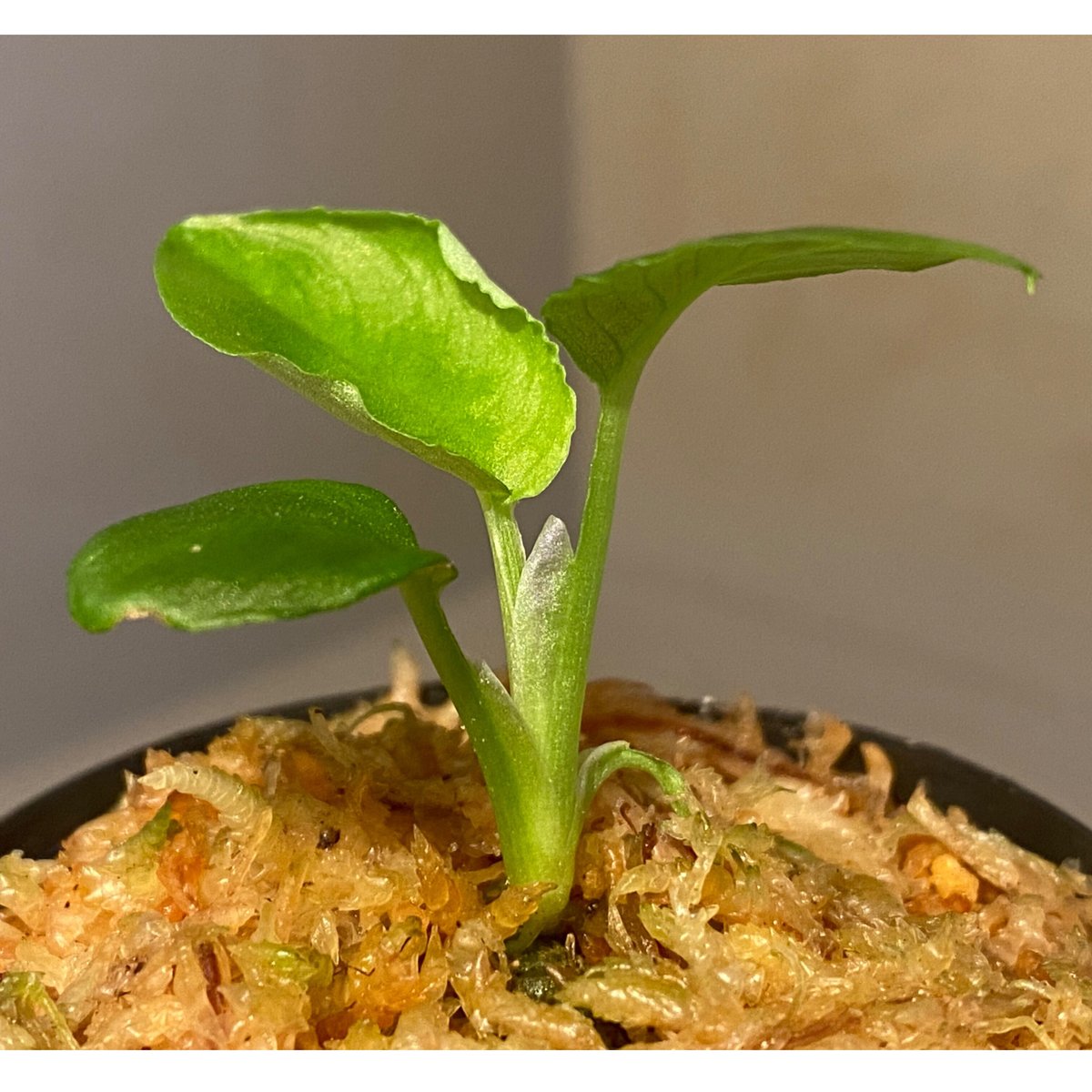 熱帯植物セット(スキスマ、アポバリス)-