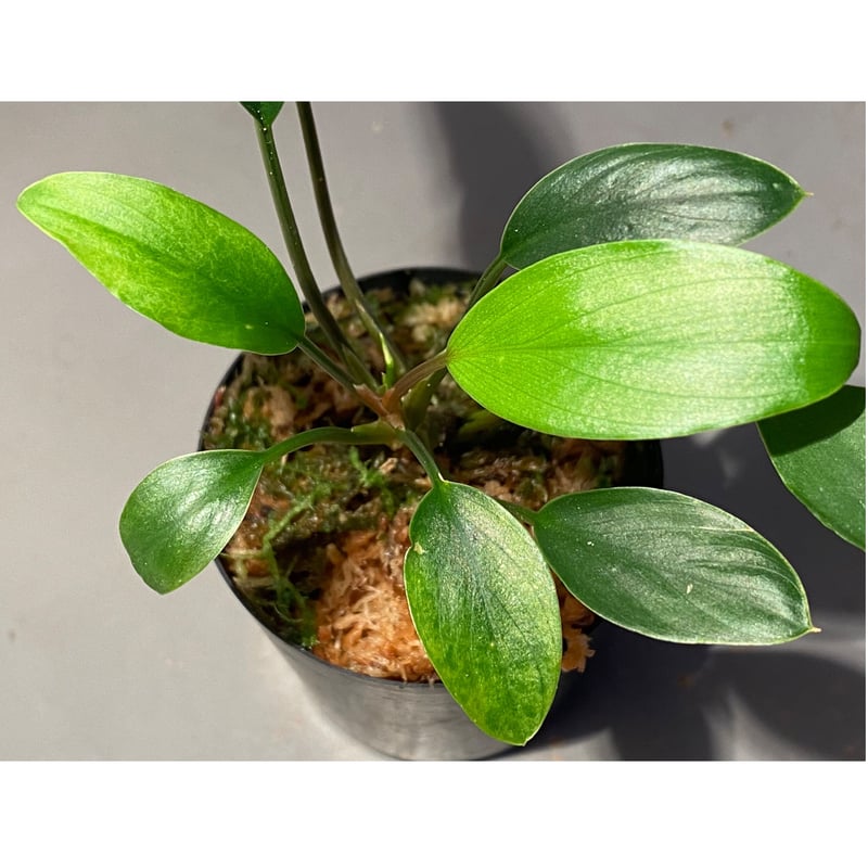 Homalomena sp.sekadau 【LA1111-00】 Yahoo!オークション - Homalomena sp. Sekadau LA1111-00 ホマロメナ