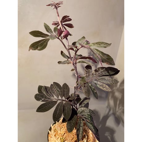 Solanum uleanum ②