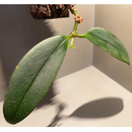 Aeschynanthus speciosus