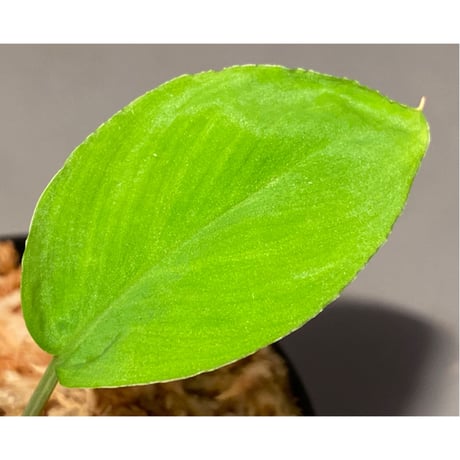 Homalomena sp. from Lan Saka [TK270915]