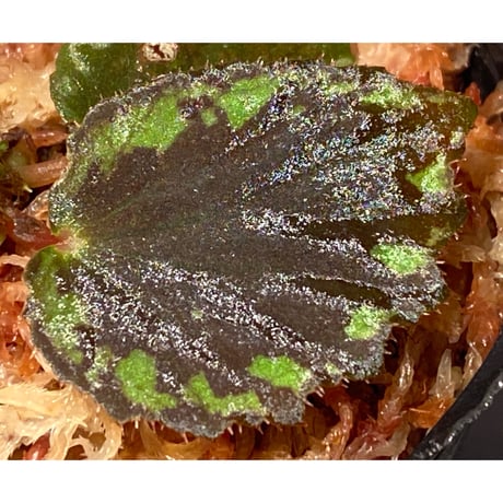 Begonia sp. Pulau Halmahera [LA0314-02]